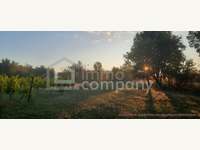 Landwirtschaftsgrund Illmitz