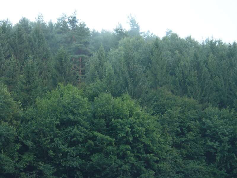 Forstwirtschaft Graz,11.Bez.:Mariatrost